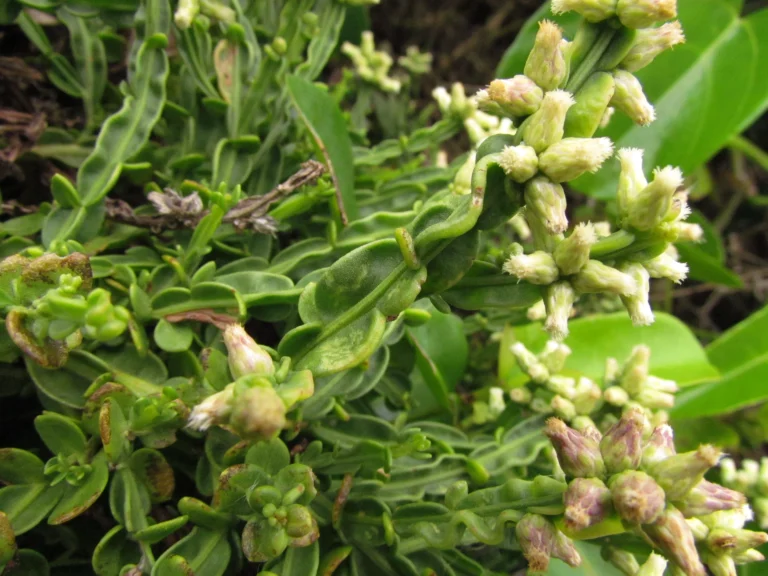 Baccharis subtropicalis (17)