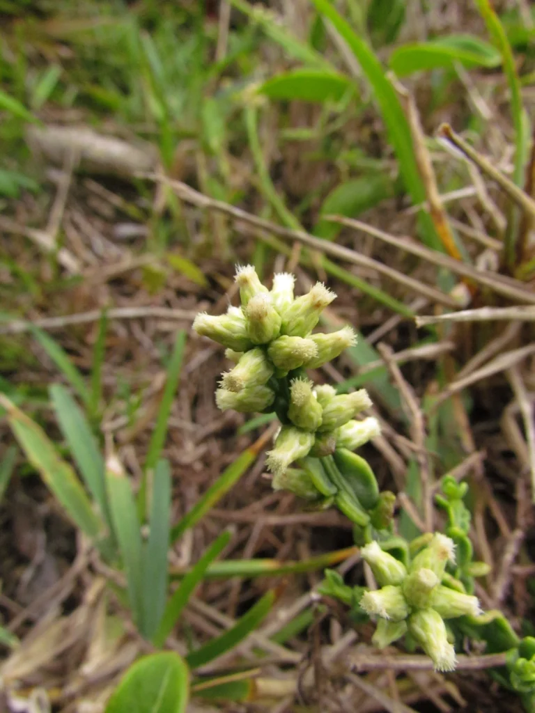 Baccharis subtropicalis (15)