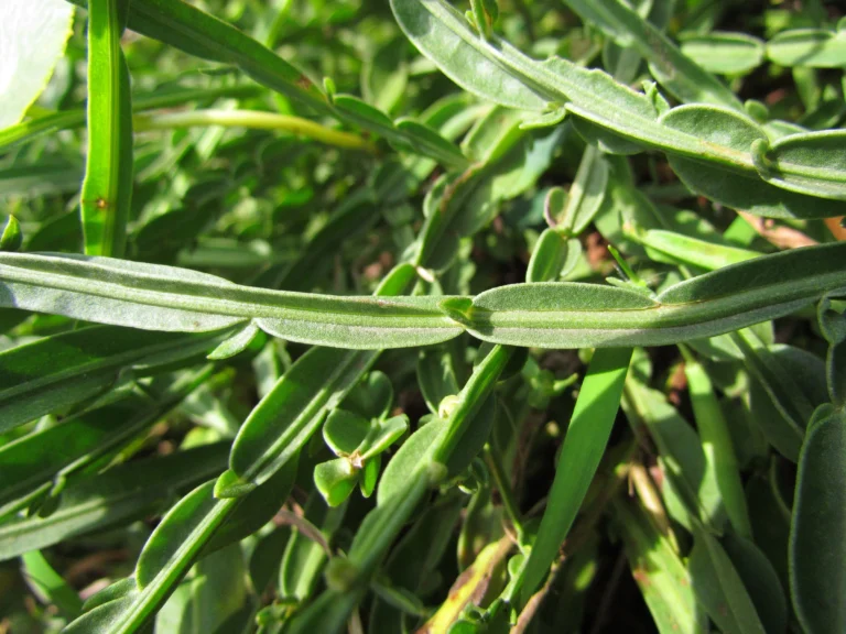 Baccharis subtropicalis (13)