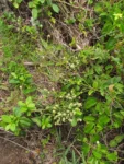 Baccharis subtropicalis (14)