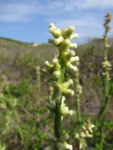 Baccharis subtropicalis (7)