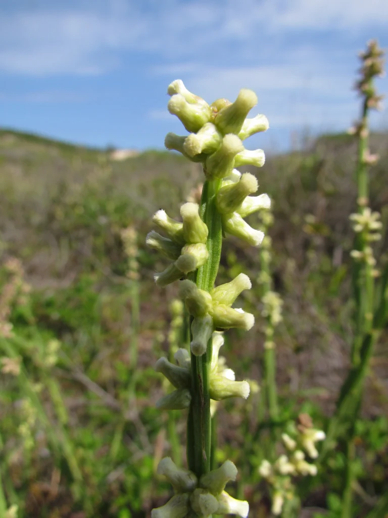 Baccharis subtropicalis (7)