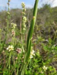 Baccharis subtropicalis (8)