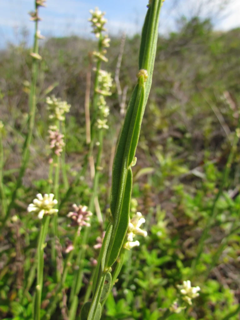 Baccharis subtropicalis (8)