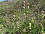Baccharis subtropicalis (9)