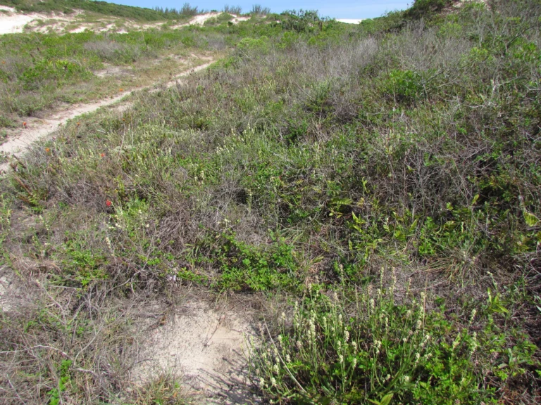 Baccharis subtropicalis (3)