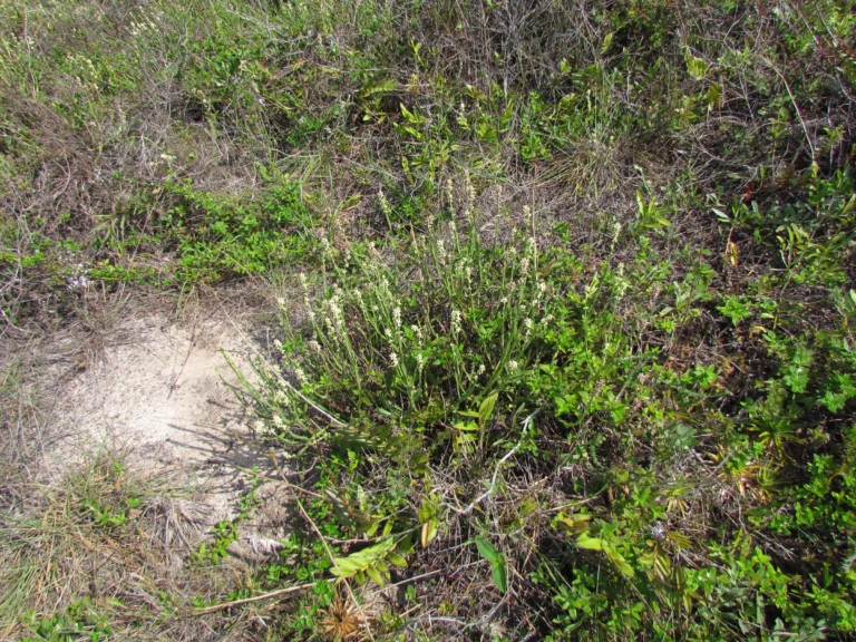 Baccharis subtropicalis (4)