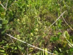 Baccharis spicata (53)