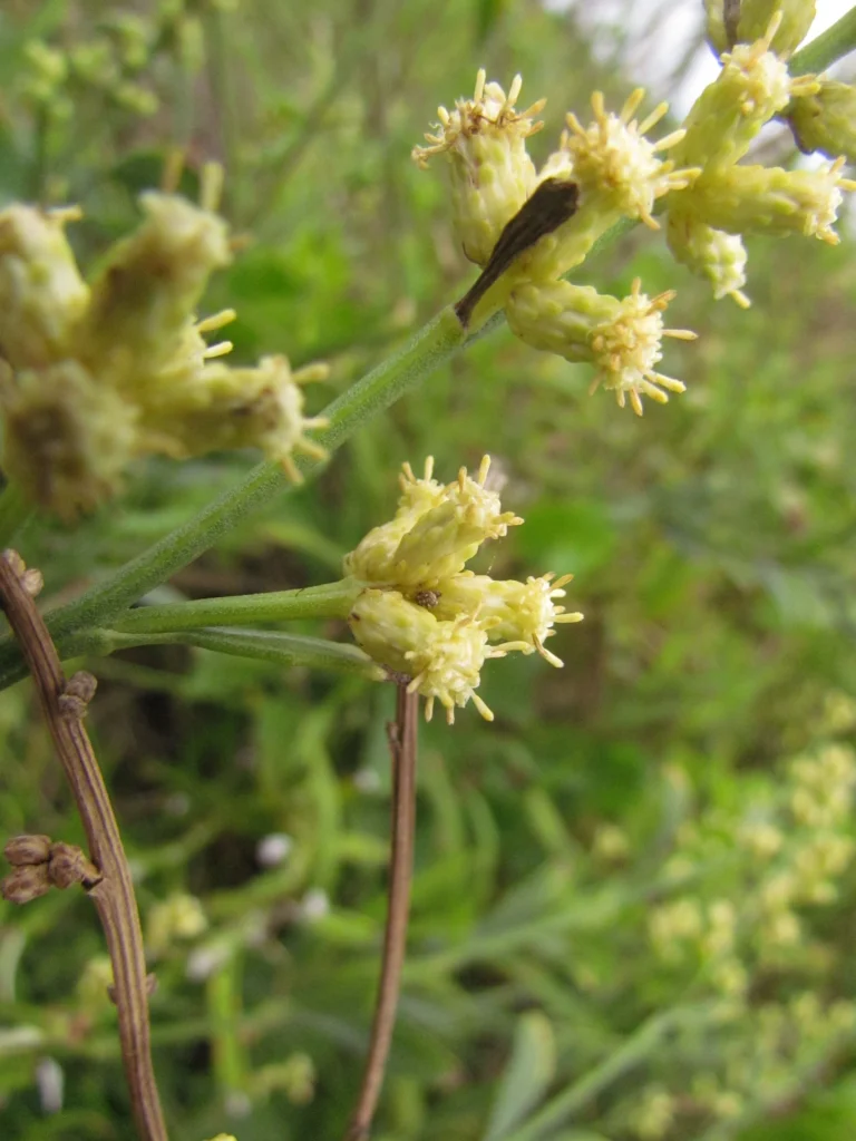 Baccharis spicata (49)