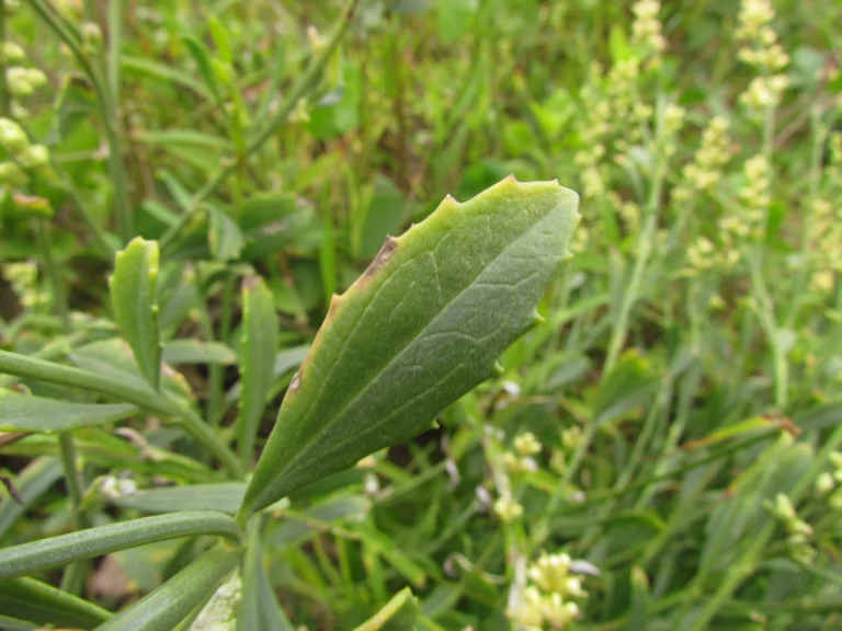 Baccharis spicata (46)