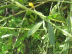 Baccharis spicata (42)