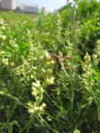 Baccharis spicata (39)