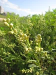 Baccharis spicata (37)