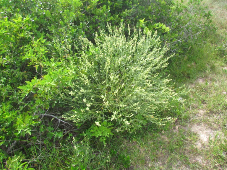 Baccharis spicata (33)