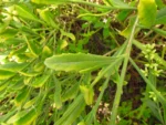 Baccharis spicata (32)