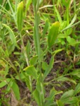 Baccharis spicata (30)