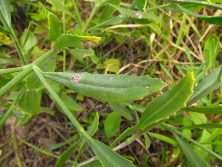 Baccharis spicata (31)