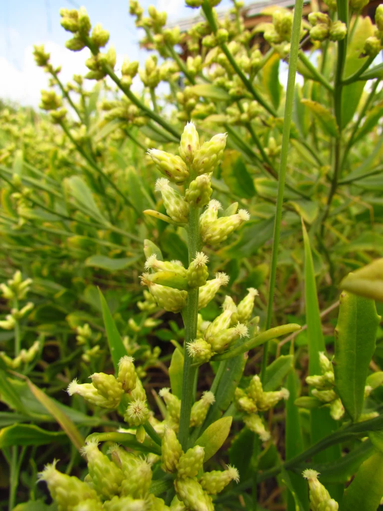 Baccharis spicata (29)