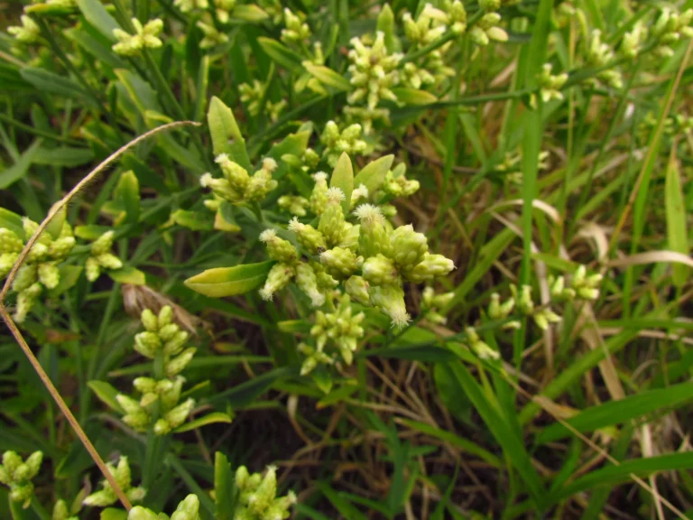 Baccharis spicata (25)