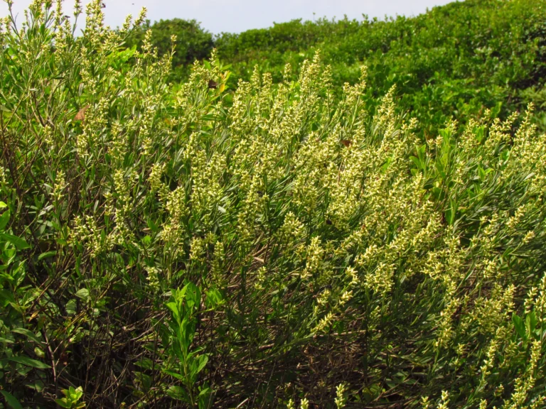 Baccharis spicata (22)
