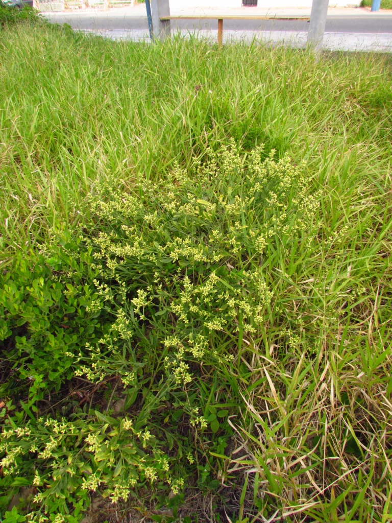 Baccharis spicata (23)