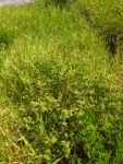 Baccharis spicata (21)
