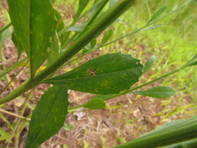 Baccharis spicata (19)