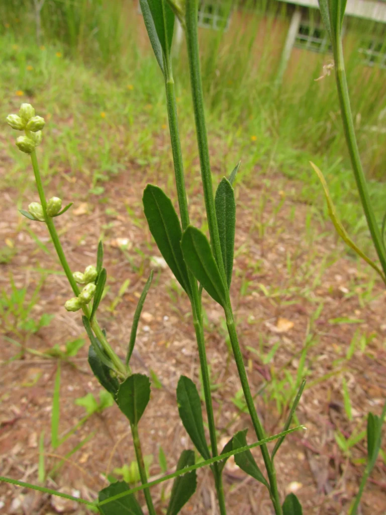 Baccharis spicata (20)
