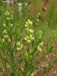 Baccharis spicata (13)