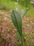 Baccharis spicata (12)