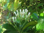 Baccharis singularis (20)