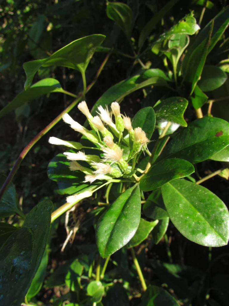 Baccharis singularis (18)