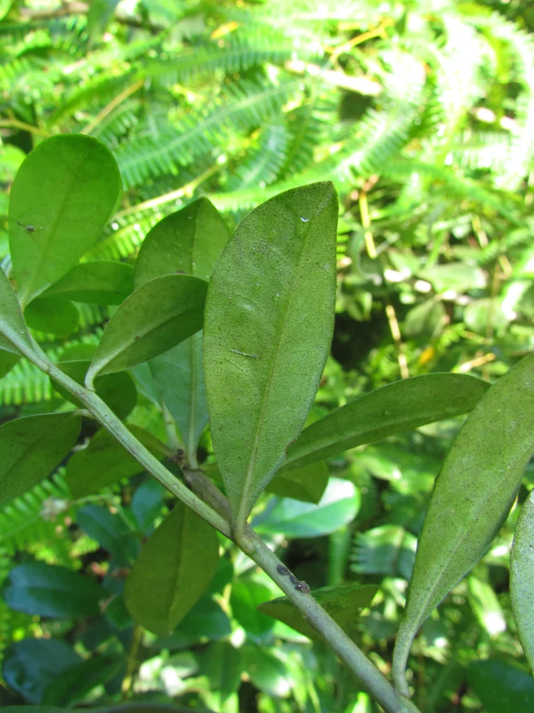 Baccharis singularis (16)