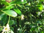 Baccharis singularis (13)