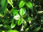 Baccharis singularis (14)