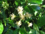Baccharis singularis (11)