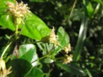 Baccharis singularis (12)