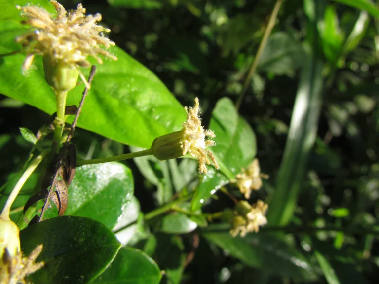 Baccharis singularis (12)