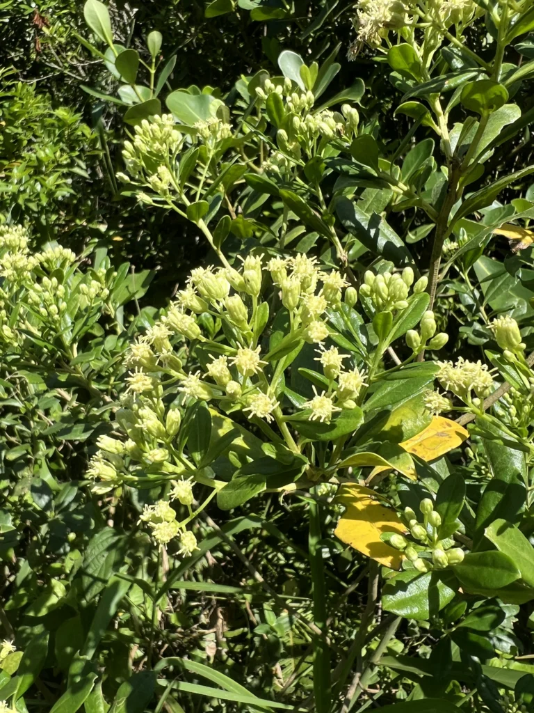 Baccharis singularis (3)