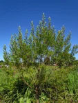 Baccharis semiserrata (13)