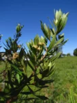 Baccharis semiserrata (12)