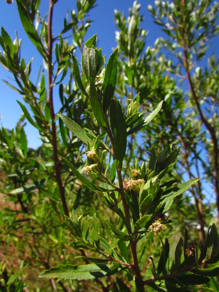 Baccharis semiserrata (10)