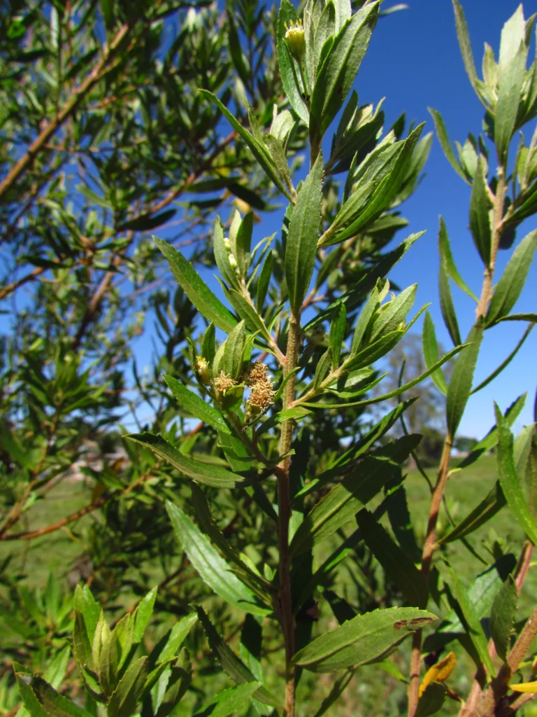 Baccharis semiserrata (11)