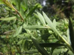 Baccharis semiserrata (8)