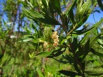 Baccharis semiserrata (9)
