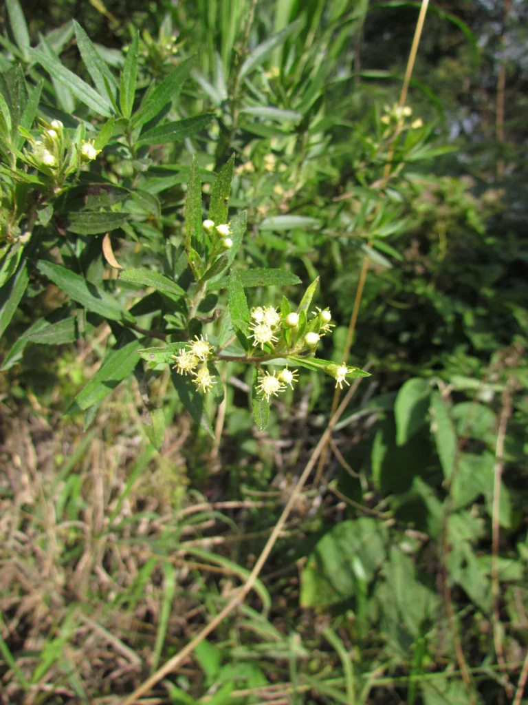 Baccharis semiserrata (6)