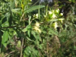 Baccharis semiserrata (3)