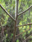 Baccharis selloi (40)