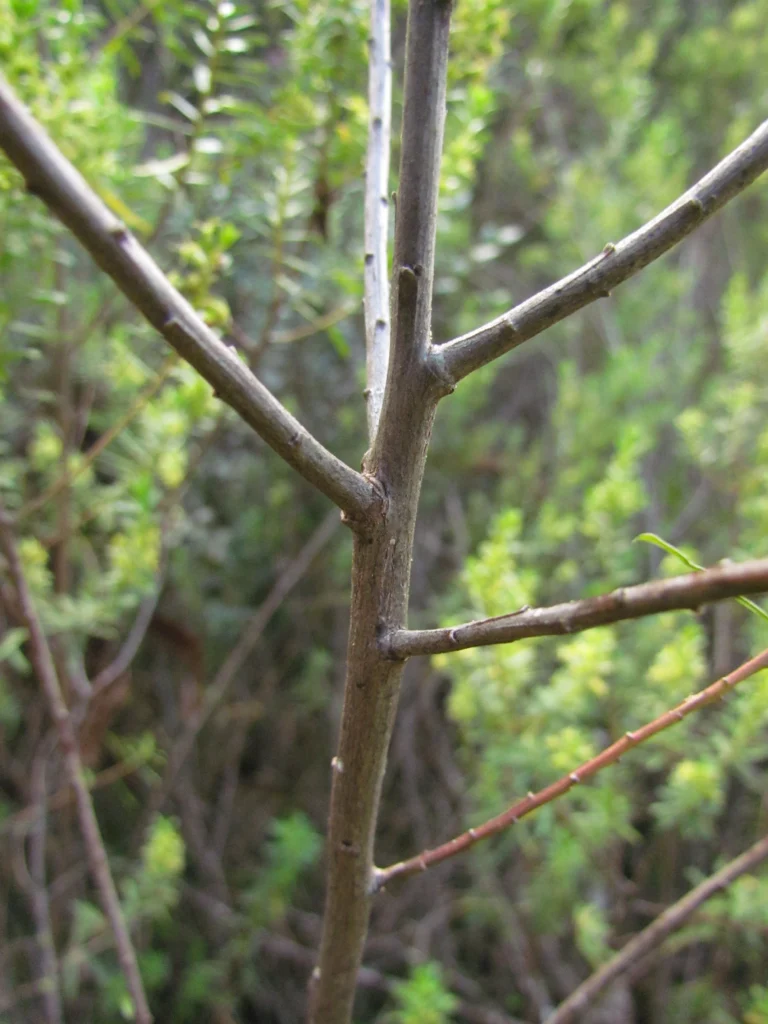 Baccharis selloi (40)