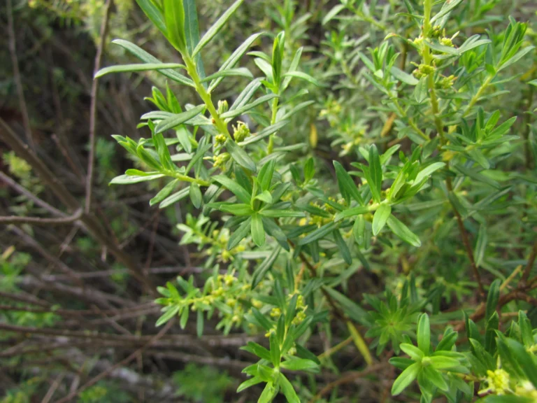 Baccharis selloi (37)